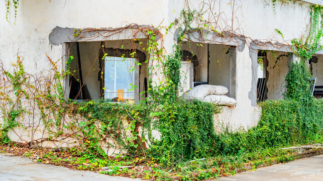Wall of abandoned house overgrown with green ivy