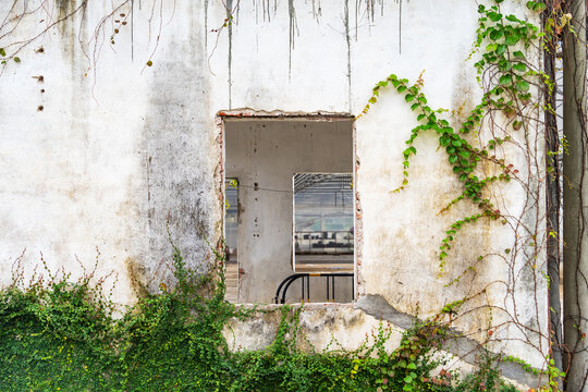 Wall of abandoned house overgrown with green ivy