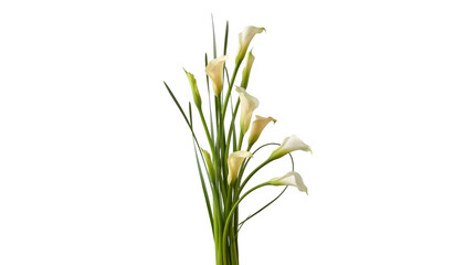 Fototapeta premium Elegant white calla lily bouquet on white background, fresh spring flowers with green stems, minimalist floral arrangement for wedding and greeting cards