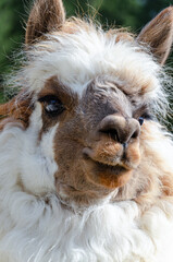 Fototapeta premium Smiling fluffy alpaca close up with green natural background