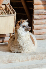 Relaxed fluffy alpaca resting on wooden porch at rustic farm © TetiKam