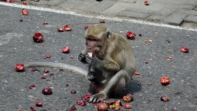 The long-tailed macaque (Macaca fascicularis) is a highly intelligent and adaptable omnivorous primate. Its main characteristics include its ability to swim and dive for food.