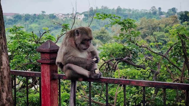 The long-tailed macaque (Macaca fascicularis) is a highly intelligent and adaptable omnivorous primate. Its main characteristics include its ability to swim and dive for food.