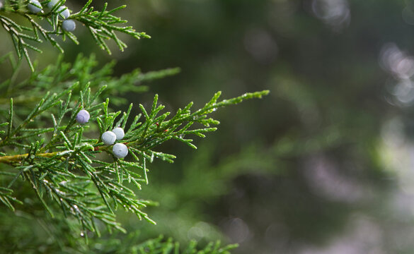 Eastern Red Cedar Tree branch and blue berries