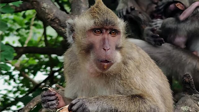 The long-tailed macaque (Macaca fascicularis) is a highly intelligent and adaptable omnivorous primate. Its main characteristics include its ability to swim and dive for food.