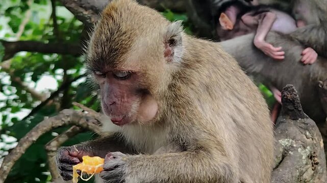 The long-tailed macaque (Macaca fascicularis) is a highly intelligent and adaptable omnivorous primate. Its main characteristics include its ability to swim and dive for food.