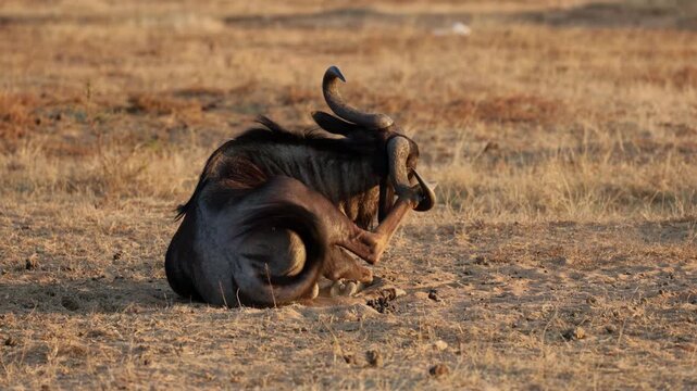  a blue wildebeest head scratch