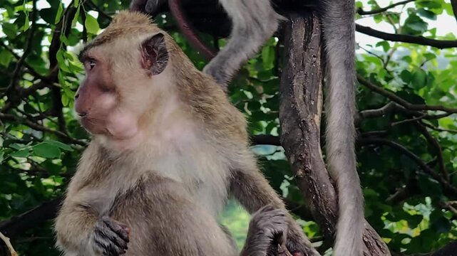 The long-tailed macaque (Macaca fascicularis) is a highly intelligent and adaptable omnivorous primate. Its main characteristics include its ability to swim and dive for food.