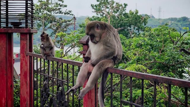 The long-tailed macaque (Macaca fascicularis) is a highly intelligent and adaptable omnivorous primate. Its main characteristics include its ability to swim and dive for food.