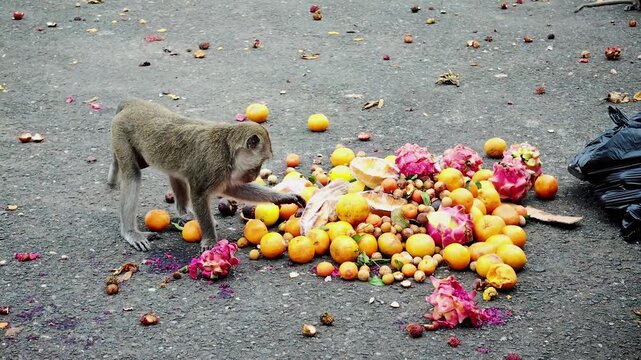 The long-tailed macaque (Macaca fascicularis) is a highly intelligent and adaptable omnivorous primate. Its main characteristics include its ability to swim and dive for food.