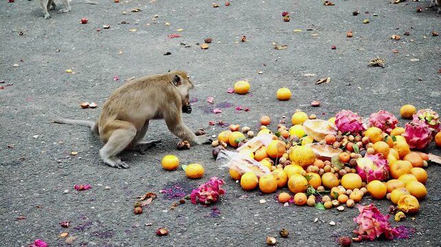 The long-tailed macaque (Macaca fascicularis) is a highly intelligent and adaptable omnivorous primate. Its main characteristics include its ability to swim and dive for food.