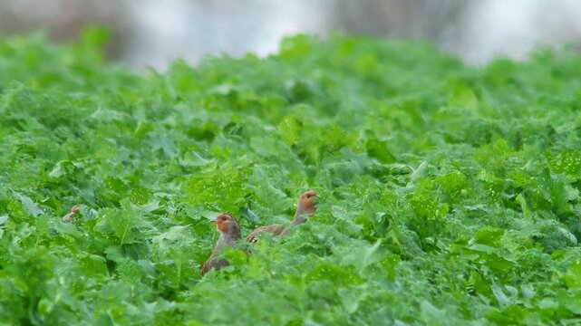 Grey Partridge Foraging in Agricultural Landscape at Sunset, Autumn Wildlife 4K