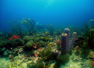 Colorful Coral Reef Ecosystem in the Caribbean Sea © gustavo