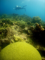 Scuba Diver Exploring a Vibrant Coral Reef in the Caribbean Sea © gustavo