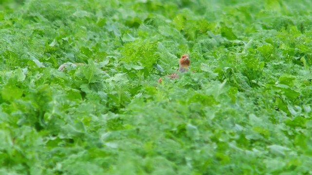 Grey Partridge Foraging in Agricultural Landscape at Sunset, Autumn Wildlife 4K