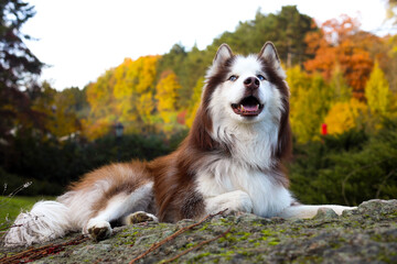 siberian husky dog © Liza