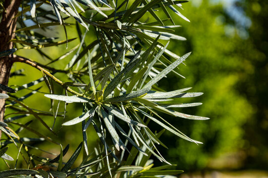 Green foliage branch of podocarpus macrophyllus tree close up. Beautiful yew plum pine leaf pattern in Mediterranean park of Antalya, Turkey on a sunny summer day.
