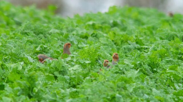 Grey Partridge Foraging in Agricultural Landscape at Sunset, Autumn Wildlife 4K