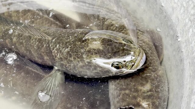 Striped Snakehead Fish Underwater Close-Up in Freshwater Habitat