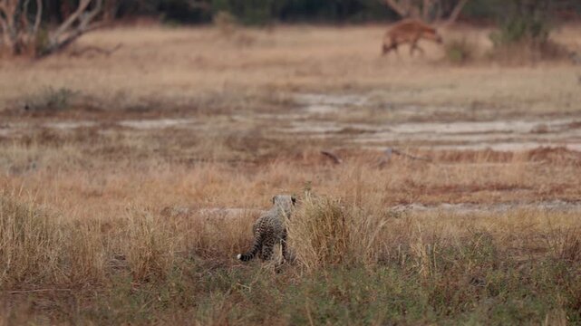  cheetah cubs watching a spotted hyena walking away