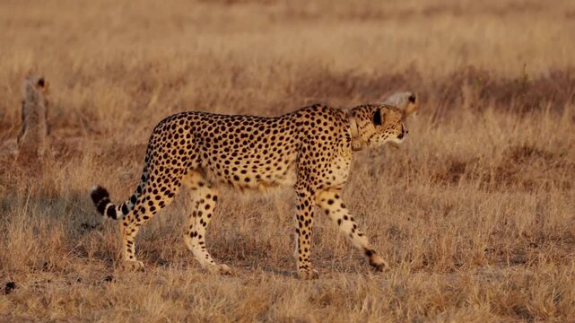 a cheetah mother walking in golden light