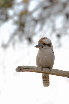 kookaburra on a branch