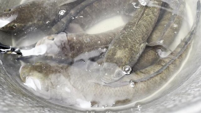 Striped Snakehead Fish Underwater Close-Up in Freshwater Habitat