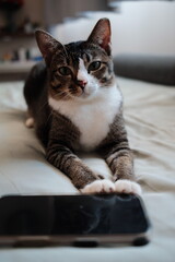 cat © shortlegcorgi