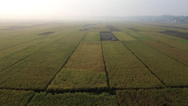 Aerial view of farmers harvesting ripe rice in neat, organized rows across a lush paddy field