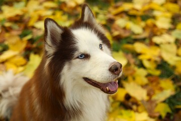 siberian husky dog © Liza