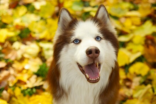 siberian husky dog
