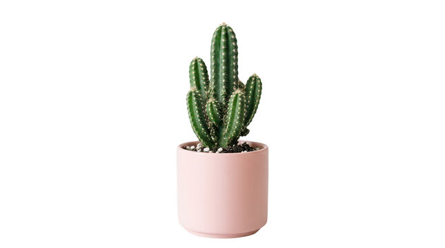 Green cactus plant in pink ceramic pot isolated on transparent background minimalist home decor indoor gardening botanical decoration.