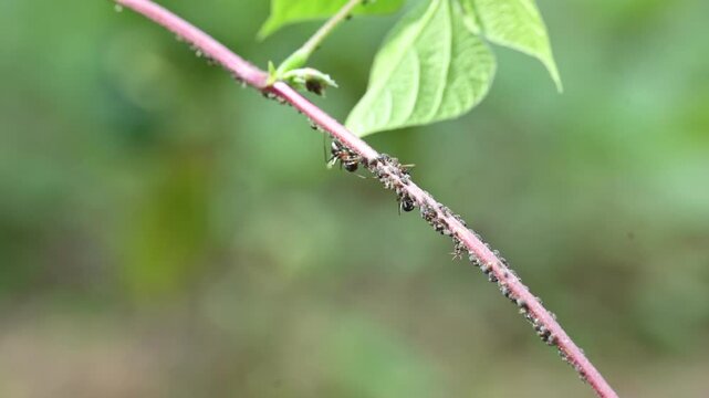 A black ant is eating black bean aphids or Aphis fabae. A cluster of black bean aphids is on the green stem of a vine. They are a favorite food of ants. Insect behaviour.

