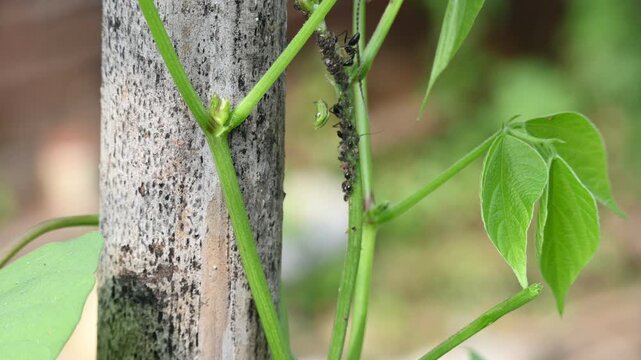 A black ant is eating black bean aphids or Aphis fabae. A cluster of black bean aphids is on the green stem of a vine. They are a favorite food of ants. Insect behaviour.
