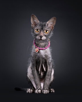 Fantastic Lykoi wherewolf cat, sitting up facing front wearing pink beaded necklace with heart shaped pendant. Looking straight to camera. Isolated on a black background.