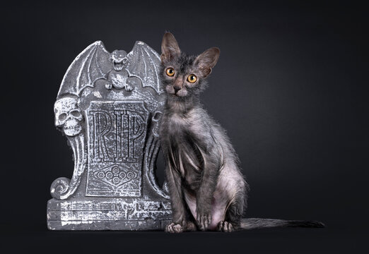 Fantastic Lykoi wherewolf cat, sitting up beside gravestone with RIP text. Looking straight to camera. Isolated on a black background.