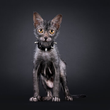 Fantastic Lykoi wherewolf cat, sitting up facing front wearing black leather necklace with spikes. Looking straight to camera. Isolated on a black background.