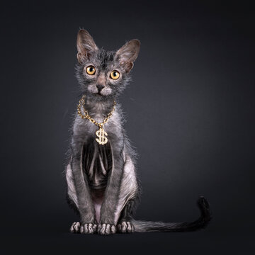 Fantastic Lykoi wherewolf cat, sitting up facing front wearing golden necklace with $ sing pendant necklace. Looking straight to camera. Isolated on a black background.