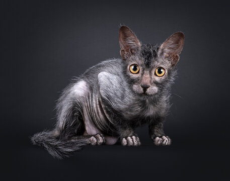 Fantastic Lykoi wherewolf cat, laying down side ways. Looking straight to camera. Isolated on a black background.