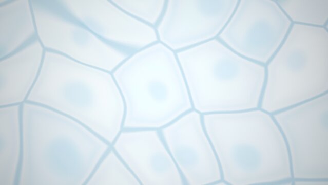 Abstract cellular structure with nuclei