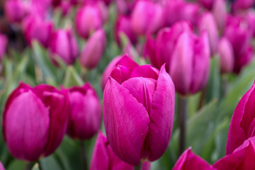 Obraz premium Schöne pinke Tulpenblüten im Garten, florales Muster, Frühling Natur Hintergrund, Selektiver Fokus ,purple tulips in the garden