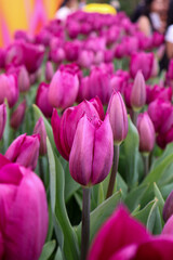 Obraz premium Beautiful pink Triumph tulips in a spring garden background ,pink and white tulips