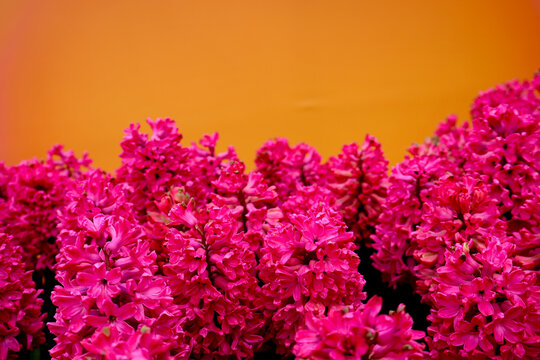  Rote Hyazinthen Bl&uuml;tenpracht vor orangefarbenem Hintergrund, Fr&uuml;hlingsblumen Nahaufnahme
   pink and yellow flowers