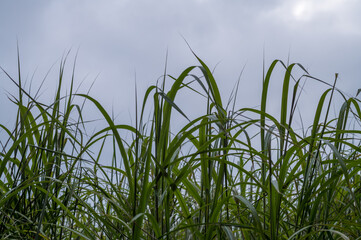 Obraz premium Tall green grass growing under overcast sky