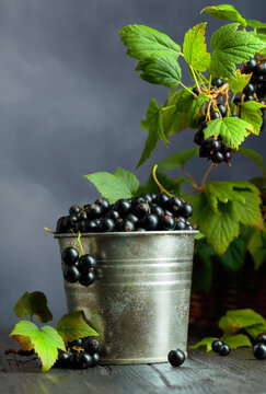 Black currants in an old metal bucket on a black wooden table.