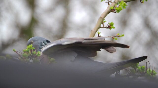 Wood pigeon perches calmly on branch