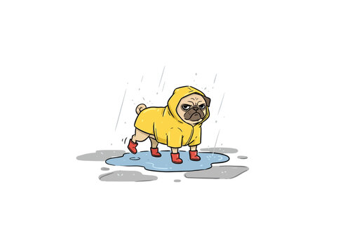 Adorable Grumpy Pug Puppy Wearing A Bright Yellow Raincoat And Red Boots, Standing In A Rainy Puddle During A Shower, High-Quality Vector Illustration