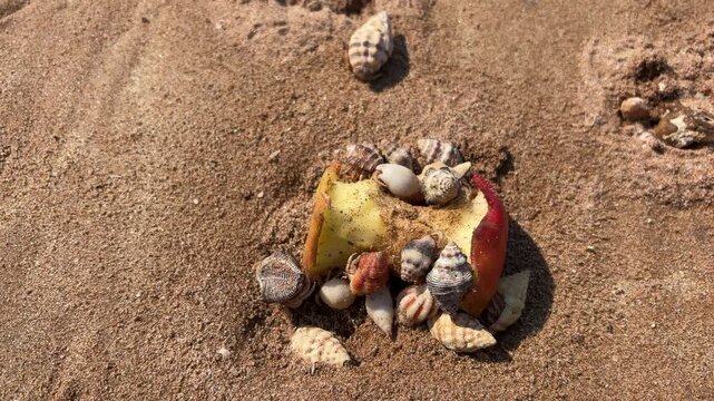 Hermit crabs anomuran decapod crustaceans eating and apple core on beach