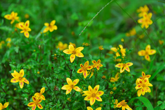 Vibrant yellow and red bidens flowers blooming abundantly in a lush green meadow summer nature background with copy space