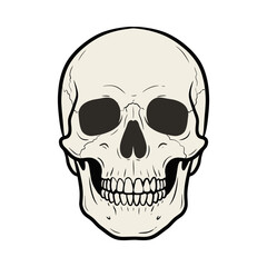Fototapeta premium Human Skull Illustration for Medical Education and Design